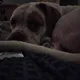 shari profile