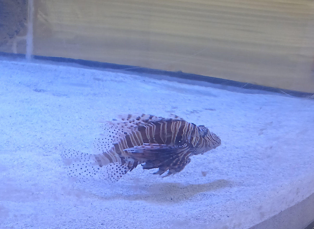 Tilax profile