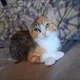 Clea profile
