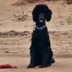 Patty profile