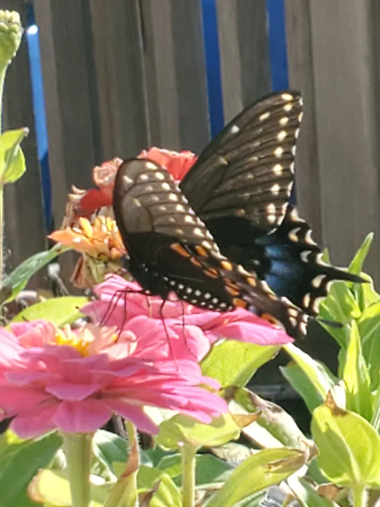 Judith Steinman profile