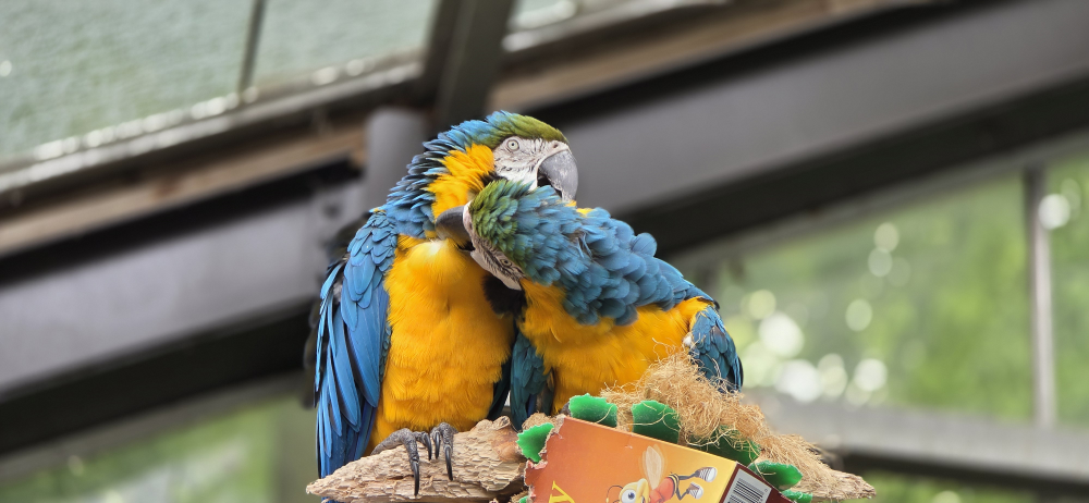 Tinu profile