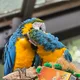 Tinu profile