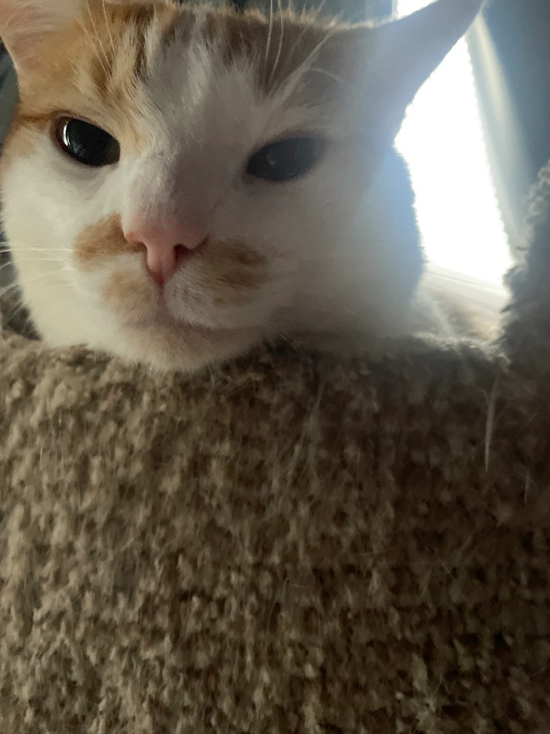 Sam profile