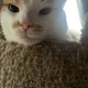 Sam profile