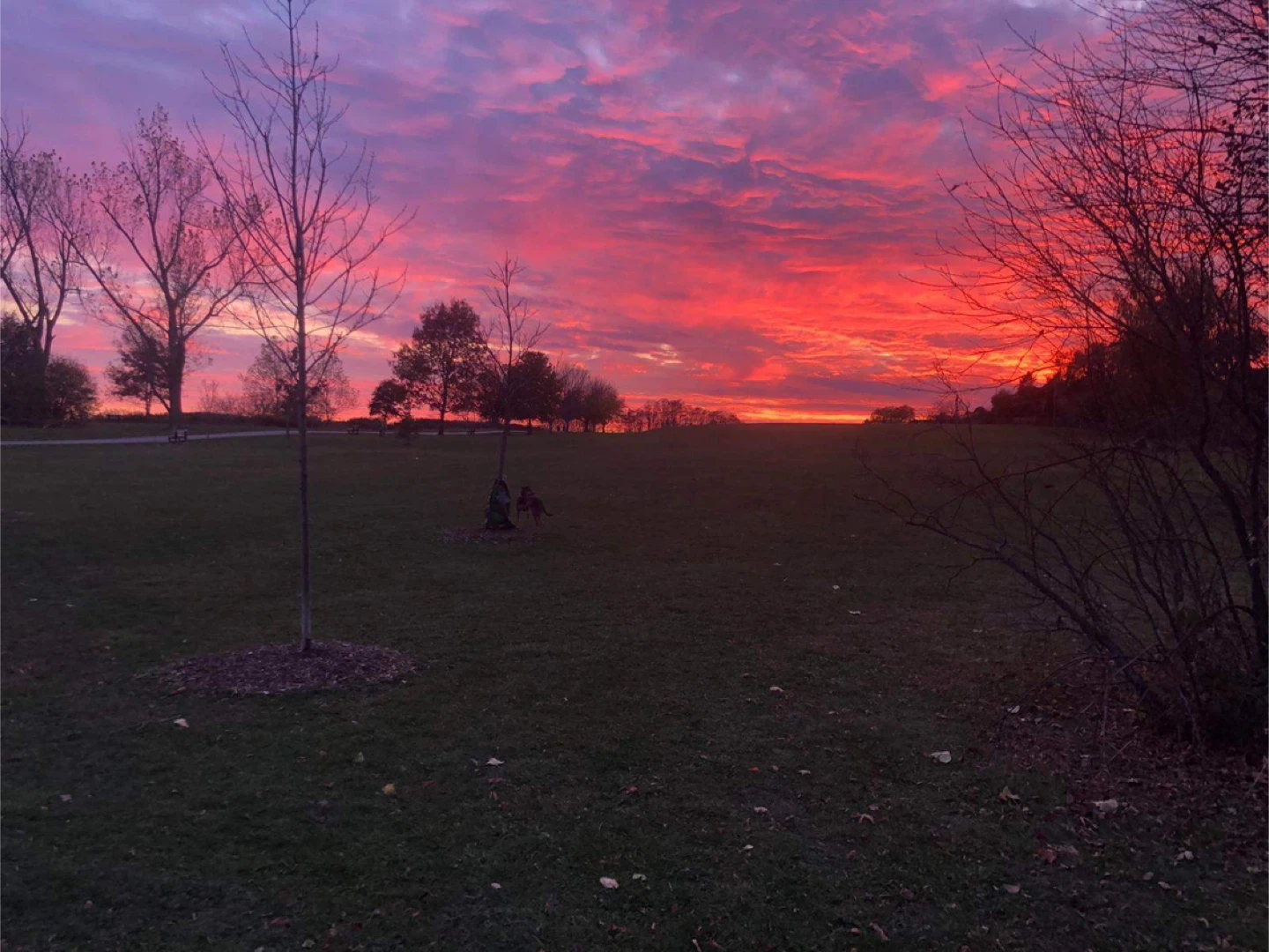 Shannon in the park profile