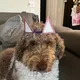 Karma profile
