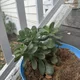 Rhonda profile
