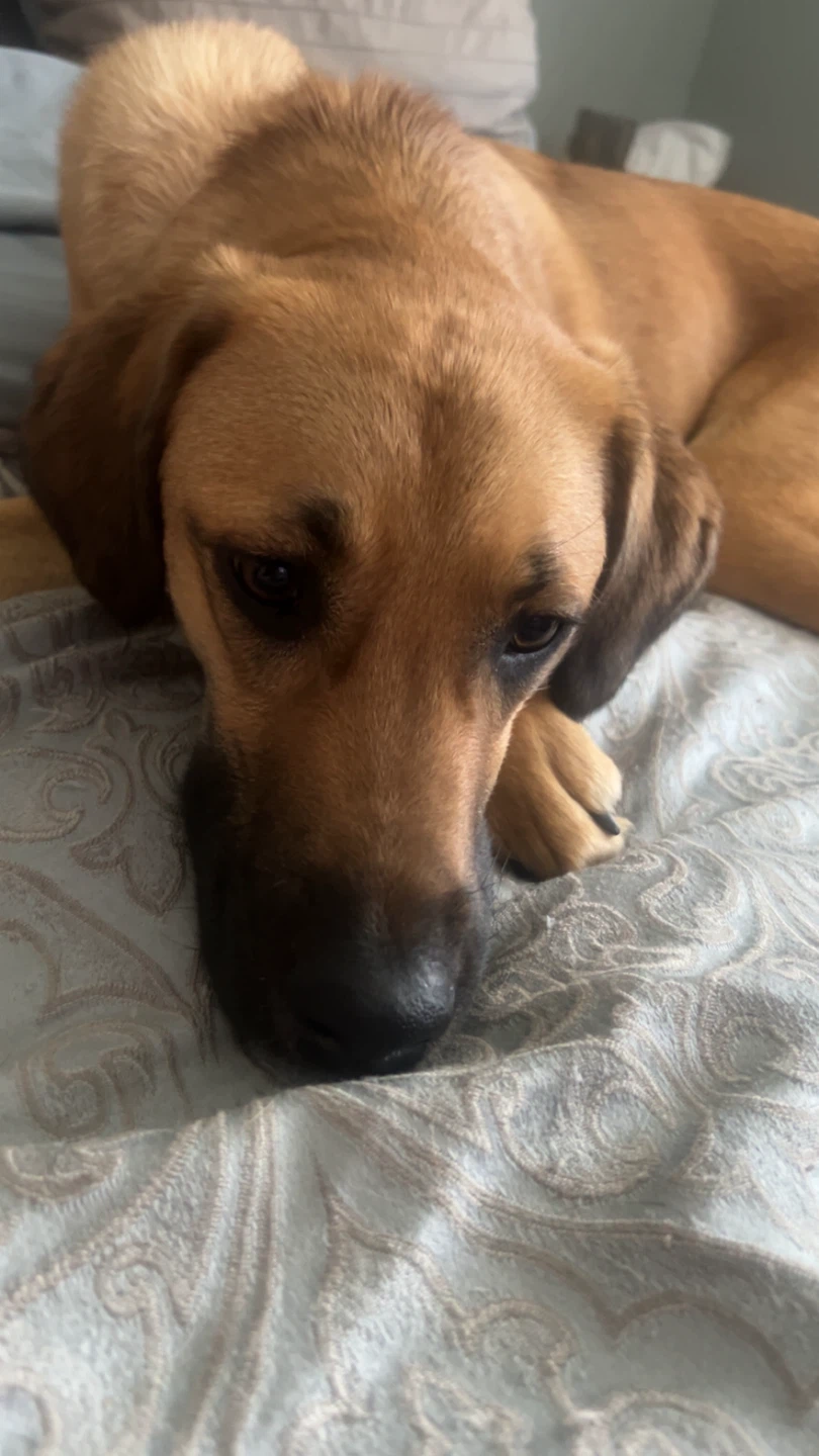 Savannah profile