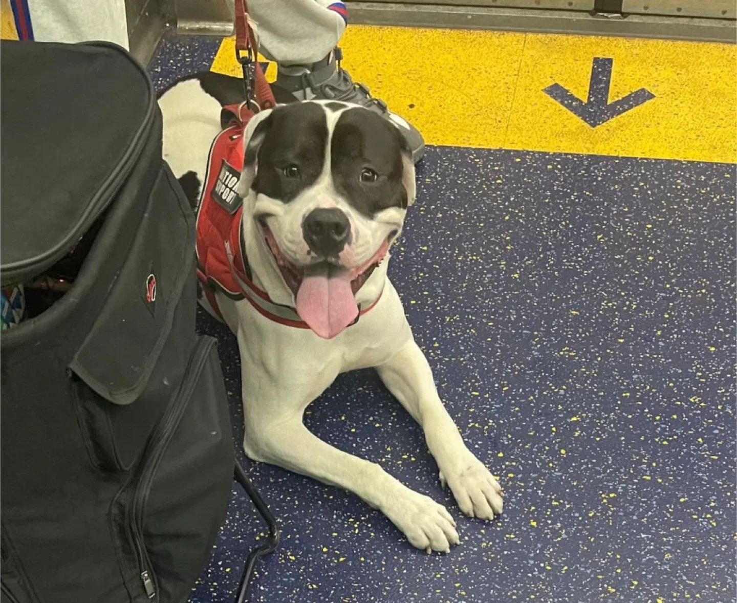 Raymond Bizzal profile