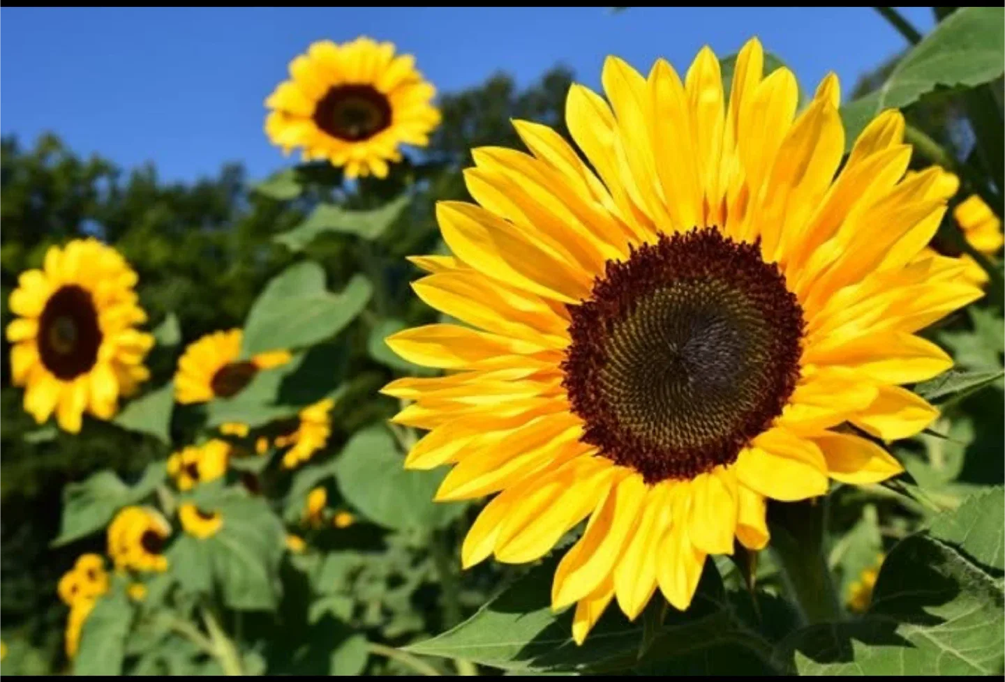 Sara Stevenson profile