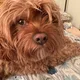 Sam profile