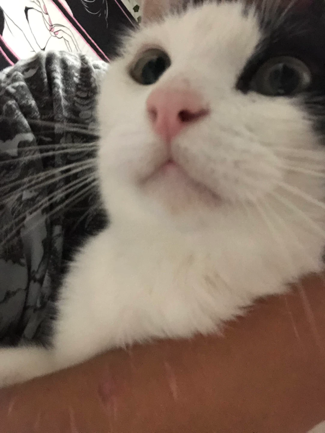 Kasper