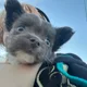 Shaylin profile