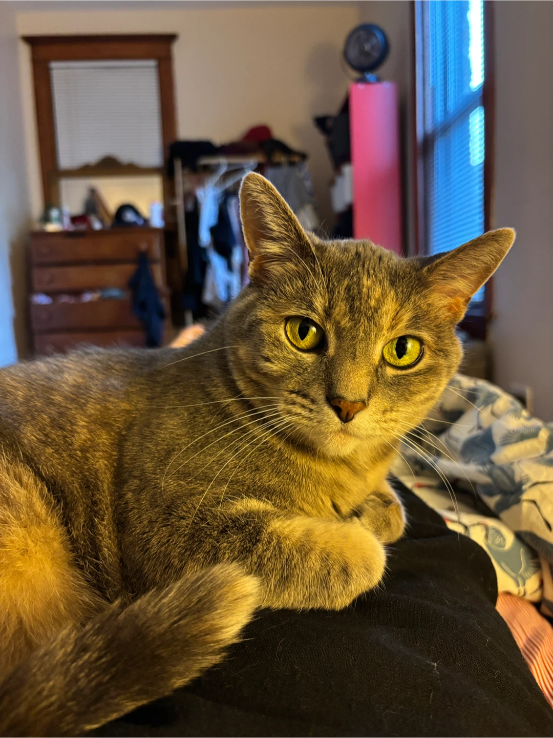 Carrie profile