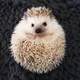Hedgehog profile