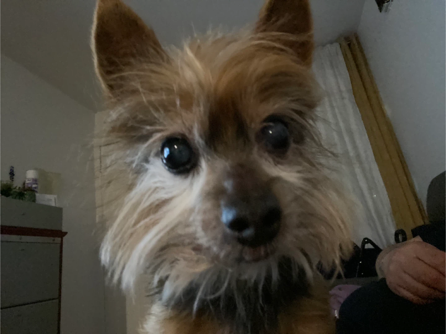 Pancho loko profile
