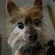 Pancho loko profile