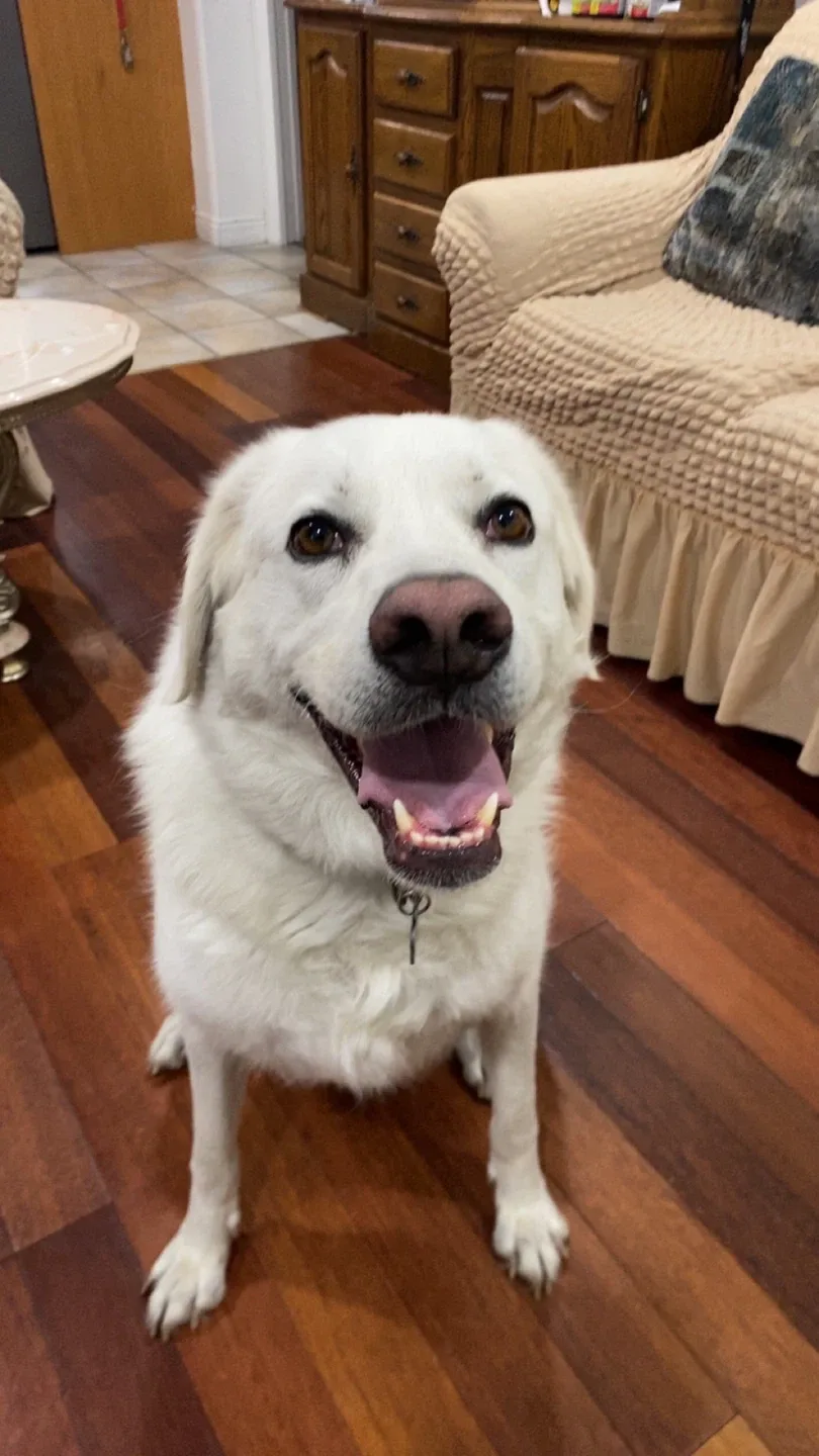 Hirish Khinda profile