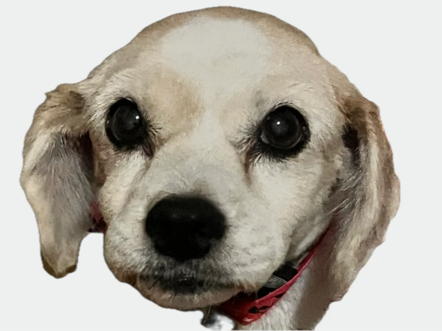 Nahir Pinedo profile