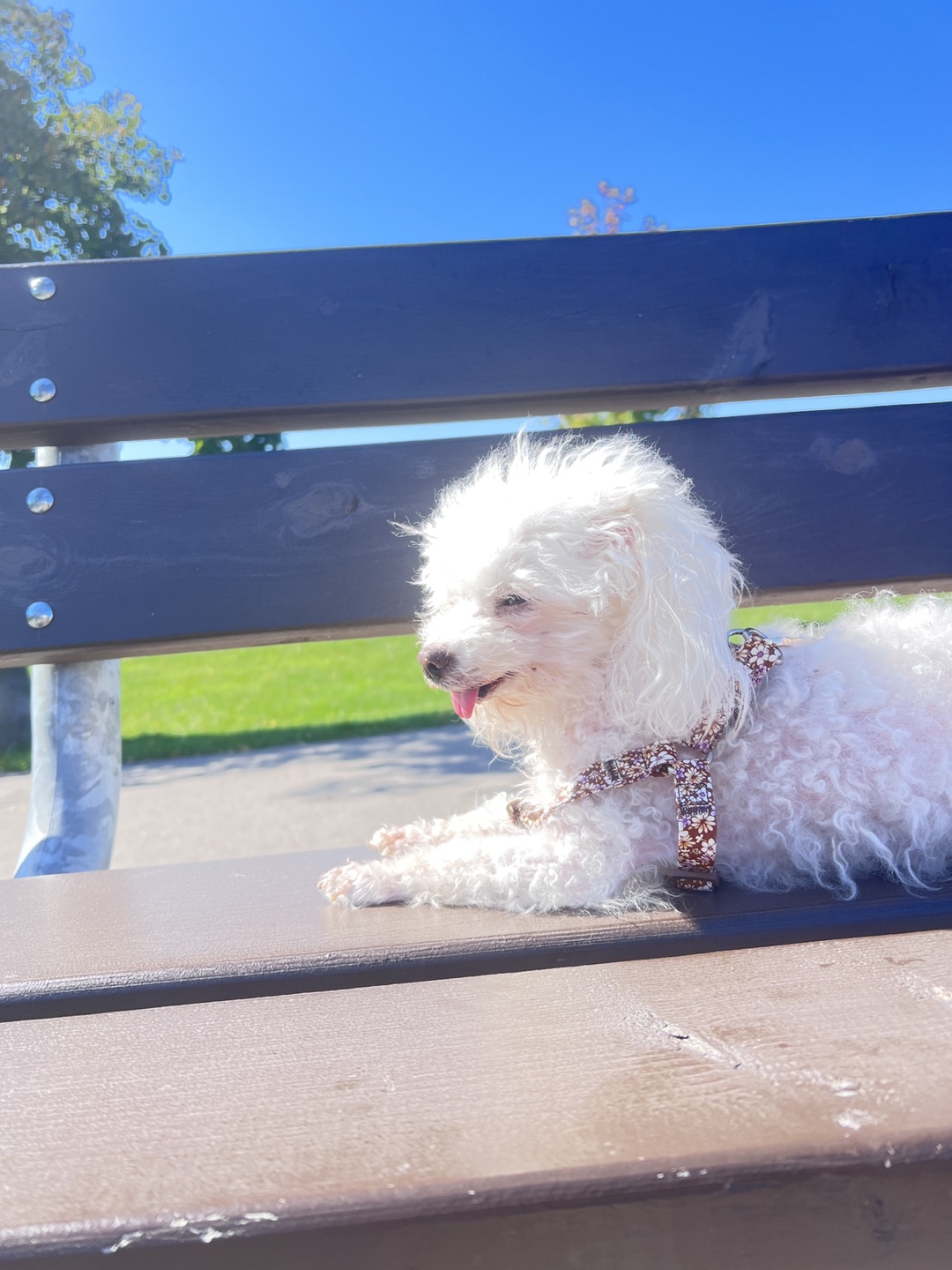 Amormomo profile