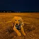 Kaki profile