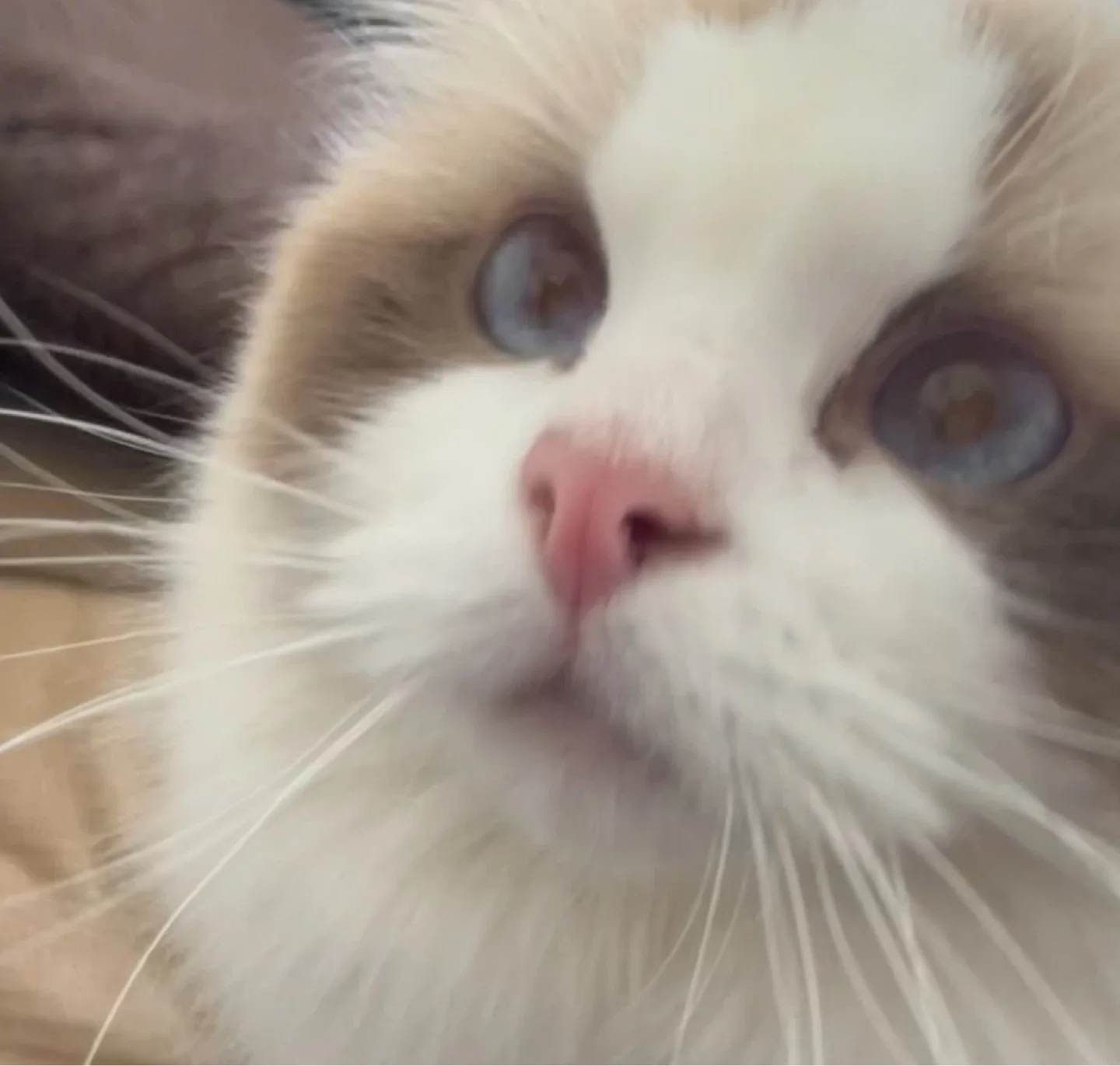 Purrnity Pet profile