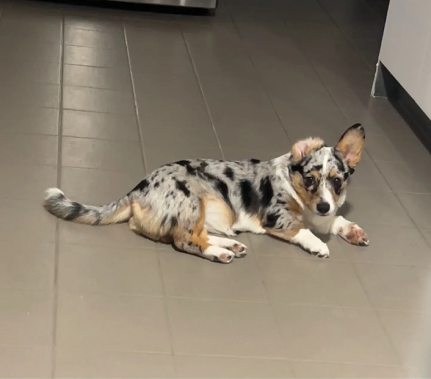 corgi