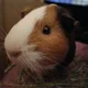 Rachel profile