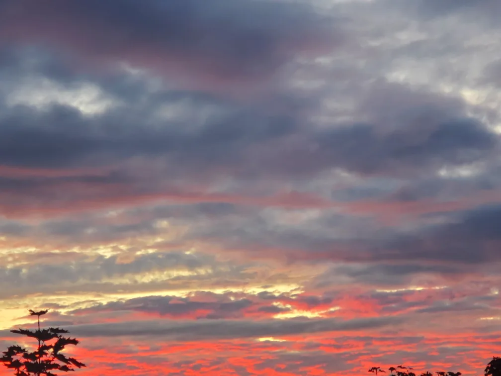 Daryl Maisey profile