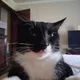 Jacky Chan profile