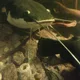 jz profile