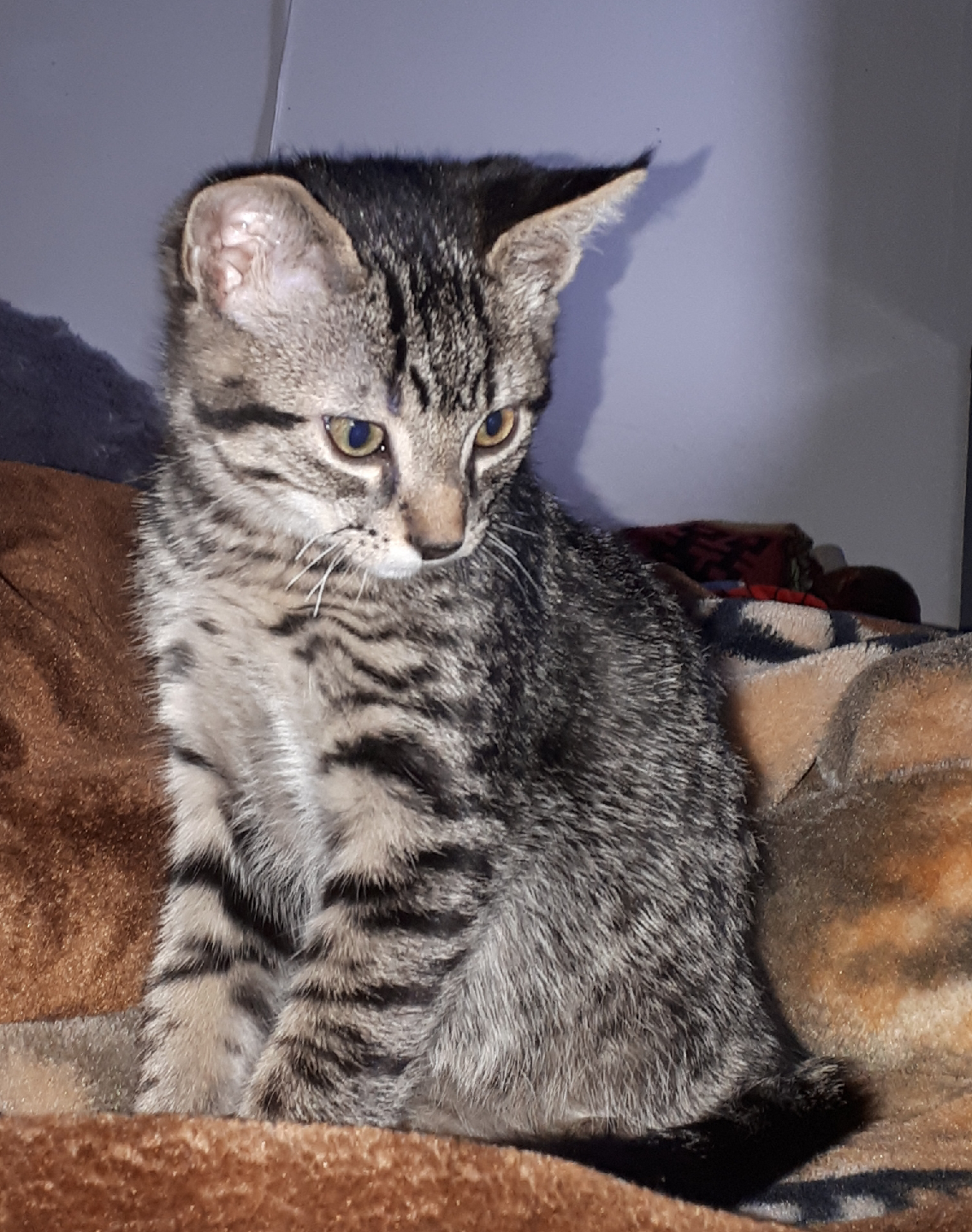 Johan profile
