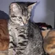 Johan profile