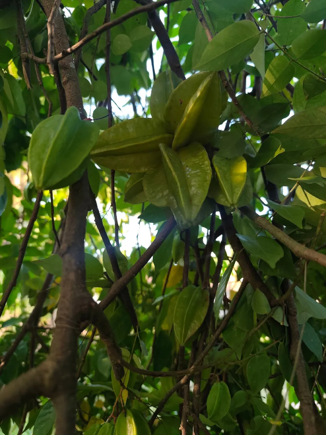 Anthony lucas profile