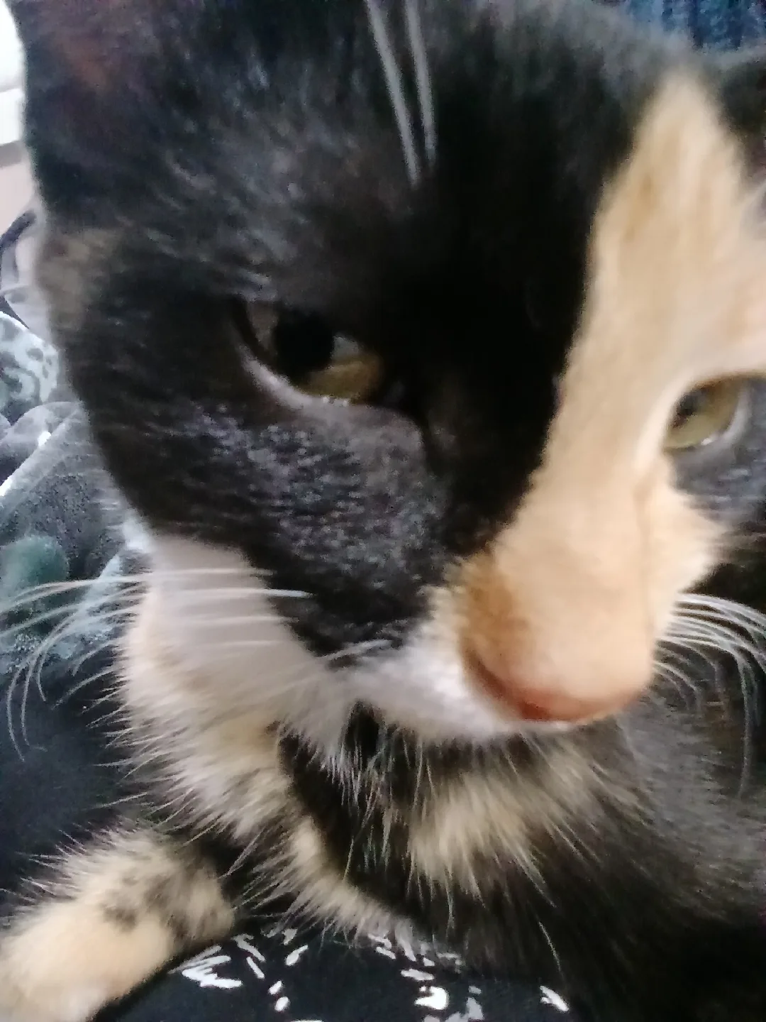 Argos Eagles profile