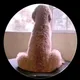 BoomShlacLacBoom profile