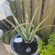 joann profile