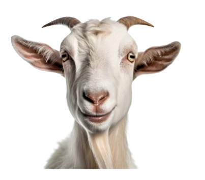 PopularPenguin profile