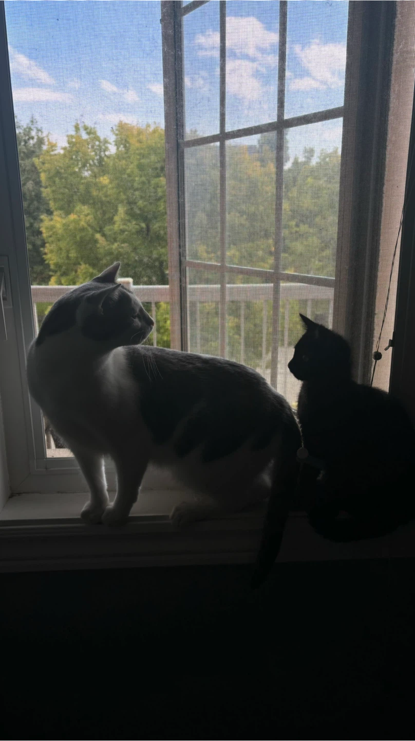 miao profile