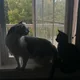 miao profile