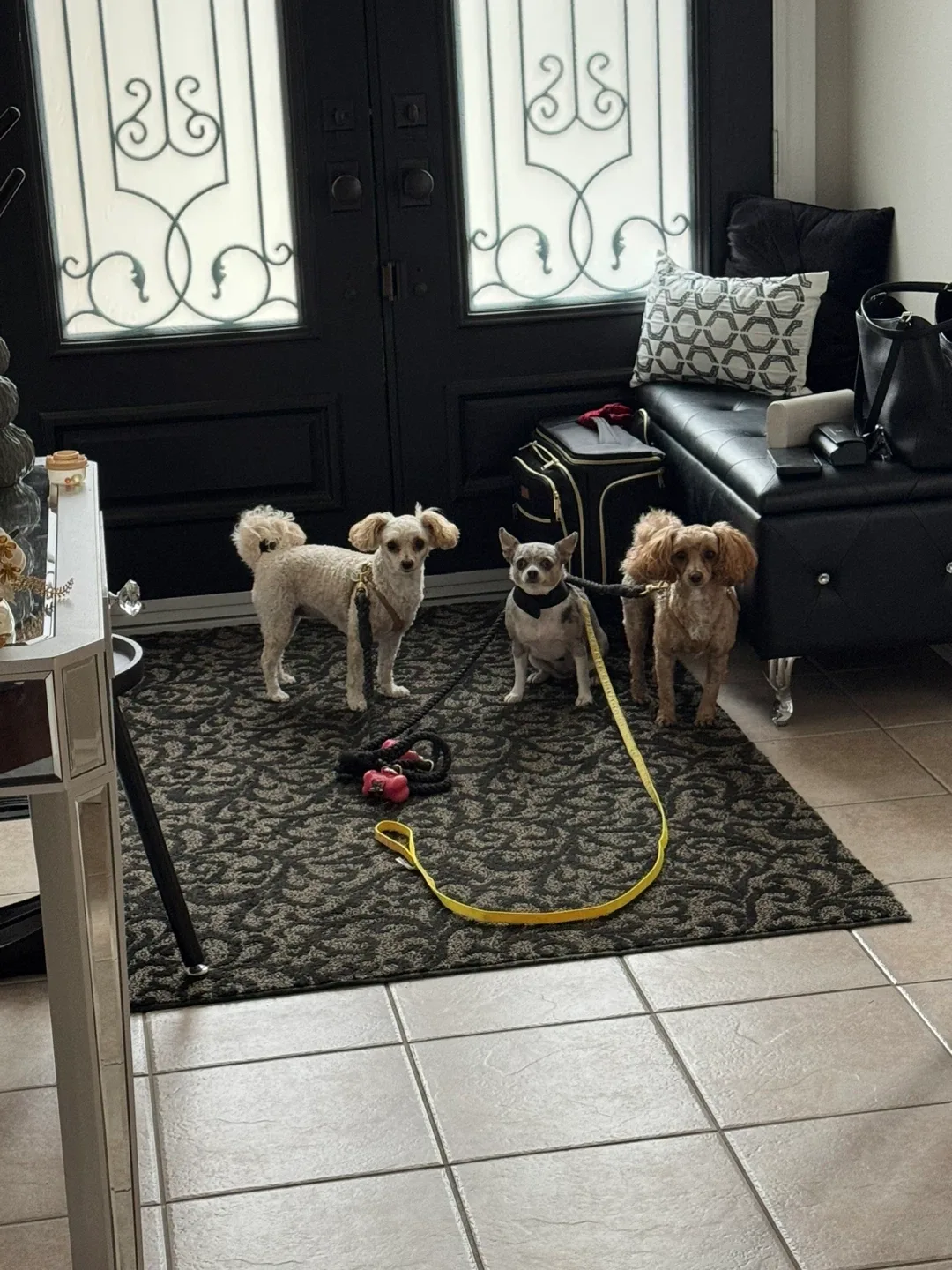 Tony Dinardo profile