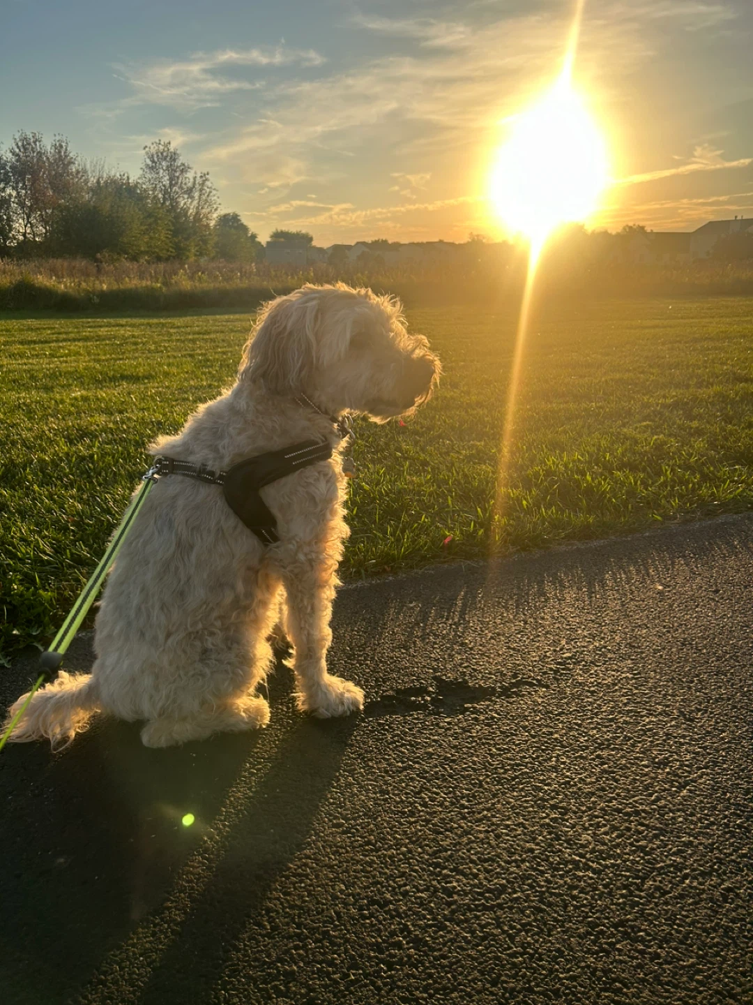 Maggie profile