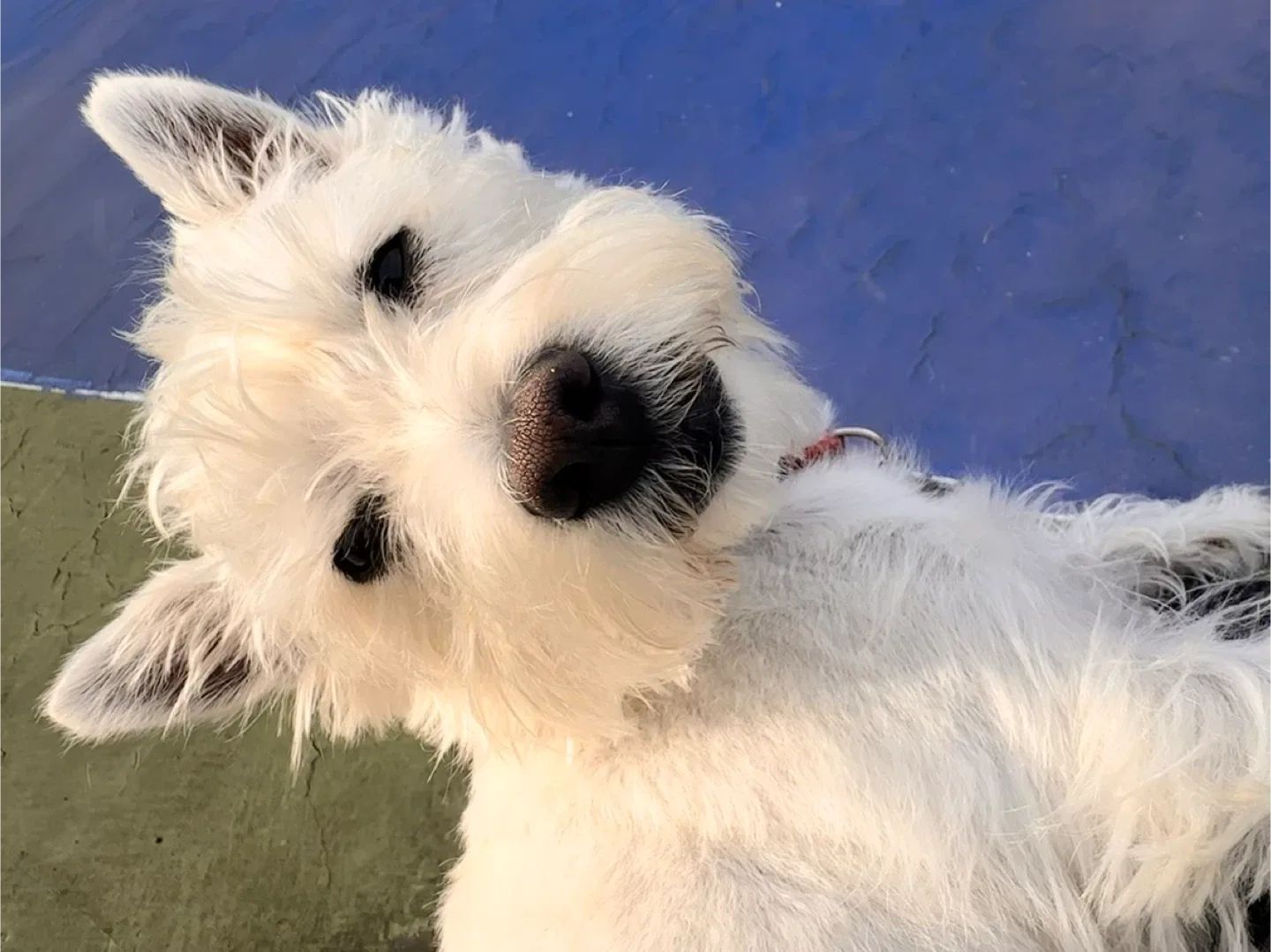 Julie Gianni profile