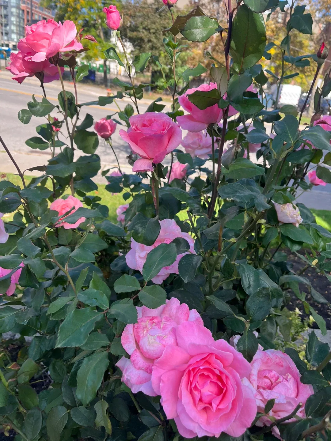 Setayesh Saba profile