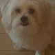Yoni profile