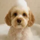 Jerry profile
