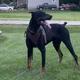 Faustino profile
