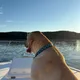 Owen profile