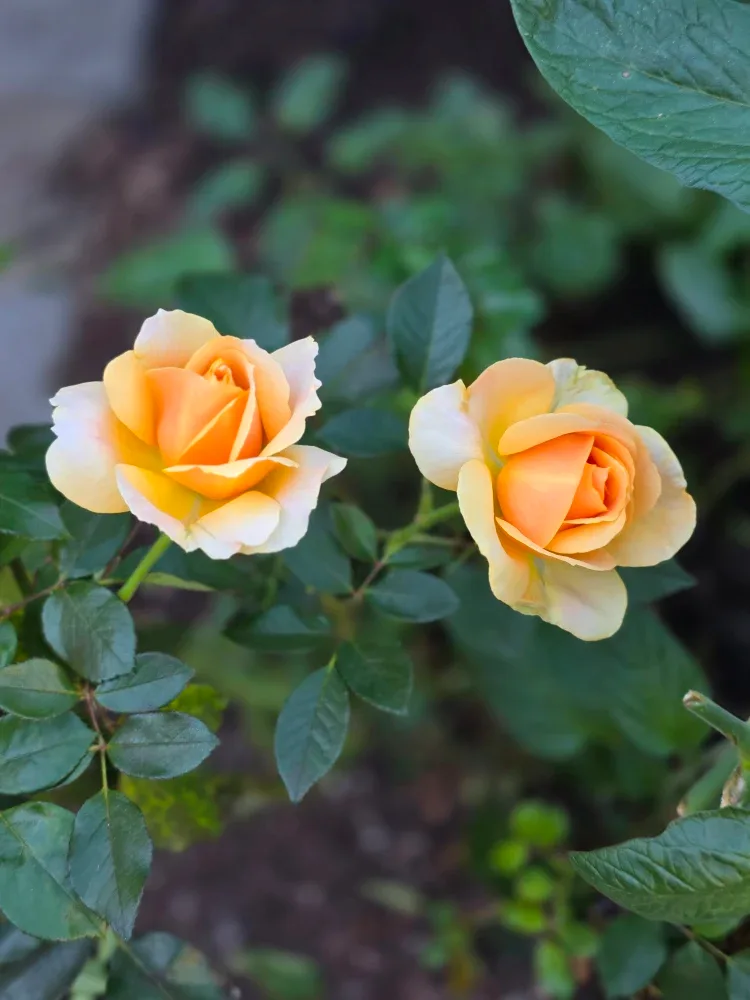 Diana Baltie profile